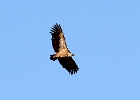 Castillo de Ucero. Province de Soria. Avril 2023. Buitre leonado, vautour fauve.