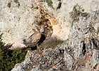 Castillo de Ucero. Province de Soria. Avril 2023. Buitre leonado, vautour fauve.