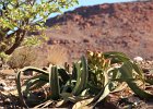 Welwitschia. Namibie. Avril 2013.