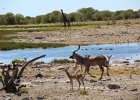 Koudou mâle, impalas et girafe. Etosha. Avril 2013.