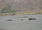 Hippopotames. Fleuve Niger. Février 2007.