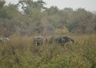 Eléphants, parc du W. Niger. Février 2007.