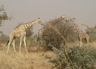 Girafes, parc de Koure. Niger. Février 2007.