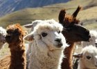 Alpagas et lamas. Pérou juillet 2014.