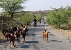 Rajasthan 2026