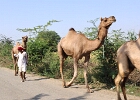 Rajasthan 2026