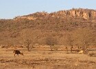 Parc national de Ranthambore, Rajasthan 2026