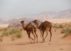 Wadi Rum. Jordanie. Novembre 2012.