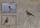 Tarier pâtre ( Saxicola rubicola), Linotte mélodieuse (Linaria cannabina), Bruant proyer (Emberiza calandra), Mai 2024.