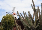 El jardin de cactus