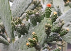 Chumbera ou Figuier de Barbarie (Opuntia ficus-indica)