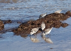 Bécasseau sanderling (Calidris alba)