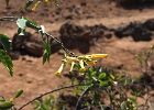 Nicotiana glauca (solanacées)